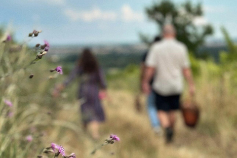 Bratislava: Vineyard Walk and Wine Picnic with Winemaker