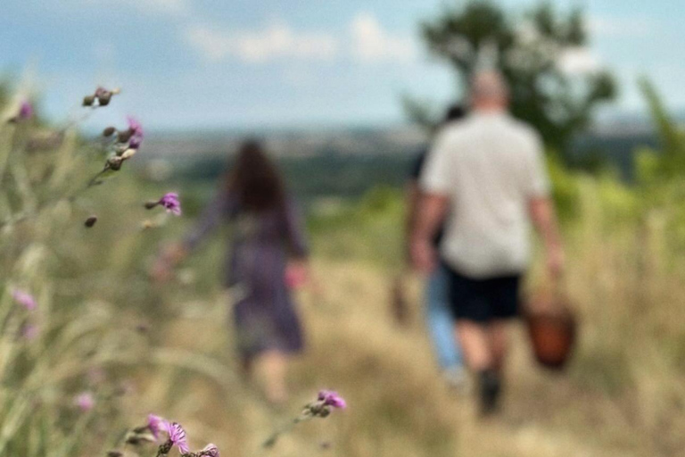Bratislava: Vineyard Walk and Wine Picnic with Winemaker