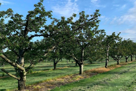 Toronto: Escursione a Niagara-on-the-Lake, cantine e cioccolato