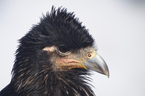 Guagua Pichincha: Trek or climb an active volcano! En/Deu/Es