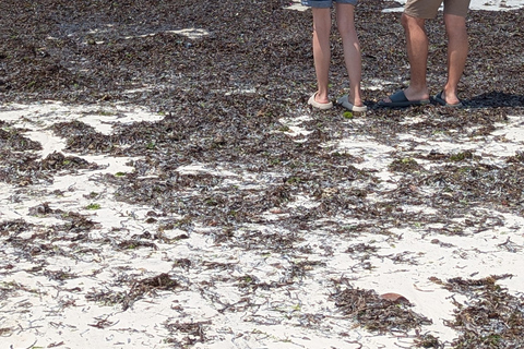 Zanzibar: The Rock Restaurant and Salaam Cave Private Tour with Hotel transfer at Anywhere in Zanzibar