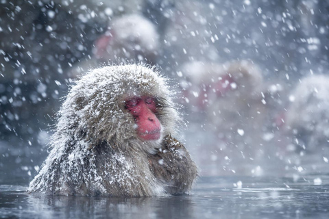 Nagano : Singes des neiges, temple Zenkoji et saké - visite privée d'une journéeExcursion d'une journée aux singes des neiges, au temple Zenkoji et au saké