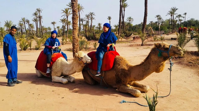Agadir: Camel Ride Tour With Tea & Transfers