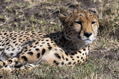 Nairobi: 5-Day Kenya Safari with Meals and Transfers