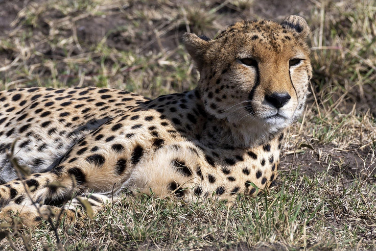 Nairobi: 5-Day Kenya Safari with Meals and Transfers