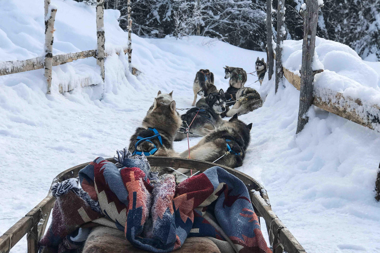 Rovaniemi: Husky Experience and Sled Ride with Pro Photos