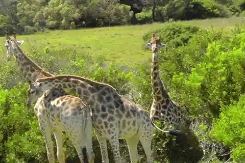 Visit Port Elizabeth :Kragga Kamma Wildlife Bus/Car tour