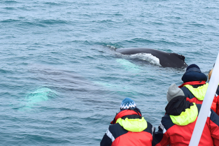 Húsavík: Whale Watching Tour with Heated Indoor Seating