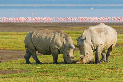 Safari de 4 días en el Parque Nacional de Masaai Mara y Lago Nakuru