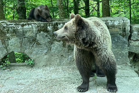 Bucharest: Top Gear Road & Wild Brown Bears, group max 8 pax Bucharest: Transfăgărășan Top Gear Road & Wild Brown Bears