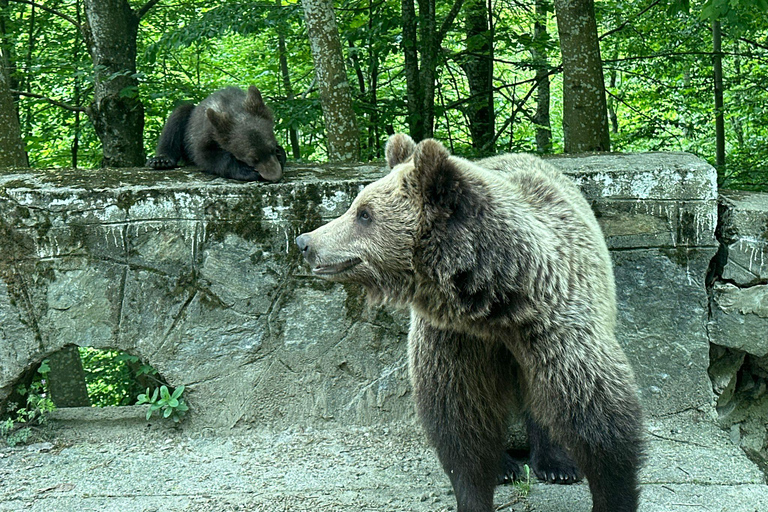 Bucharest: Top Gear Road & Wild Brown Bears, group max 8 pax Bucharest: Transfăgărășan Top Gear Road & Wild Brown Bears