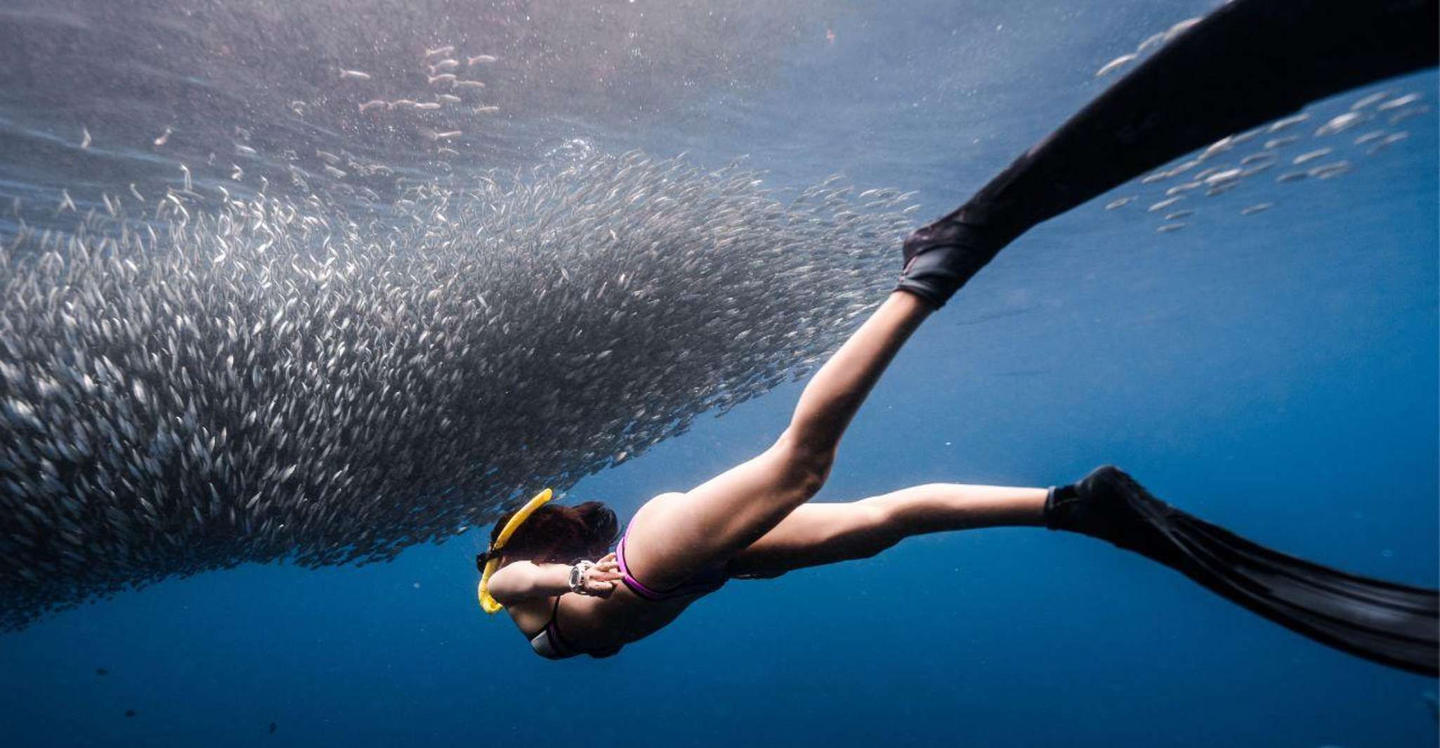 Panglao, Napaling Reef y Sardinas Freediving Experience - Hizvo