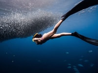 Panglao, Napaling Reef et Sardines Expérience de plongée libre - Hizvo