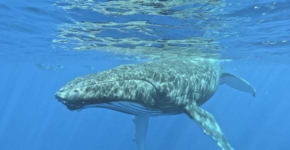 Moorea: Private Whale Watching and Swimming Tour