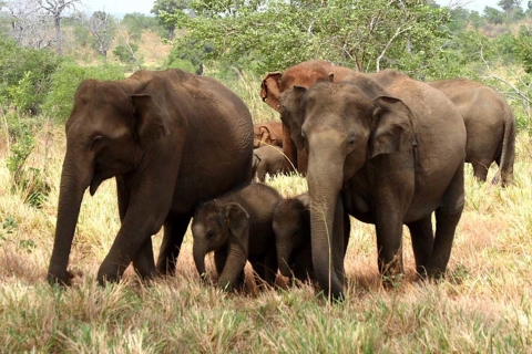 Desde Ella :- Safari por Udawalawa y excursión a casa en tránsito de elefantes