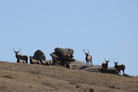 4 giorni di parco nazionale di Terelj e Grande Gobi