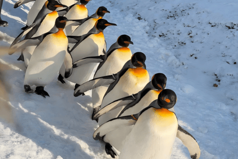 From Sapporo: Hokkaido Winter Tour with Asahiyama Zoo Comfortable 9-person Small Group: Hotel Pickup & Drop-off
