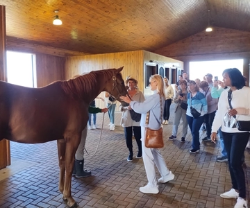 Lexington: Thoroughbred Horse Farm Tour and Scenic Bluegrass