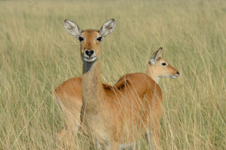 Tour di 7 giorni in Ruanda e Uganda: trekking dei primati e fauna selvatica