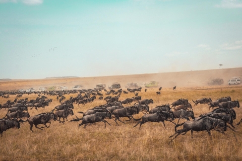 7-dniowe safari na kempingu w Kenii