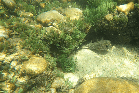 Boa Vista: Snorkeling w zatoce Gatas i wycieczka na północny wschódPrywatne: Snorkeling w zatoce Gatas i wycieczka na północny wschód