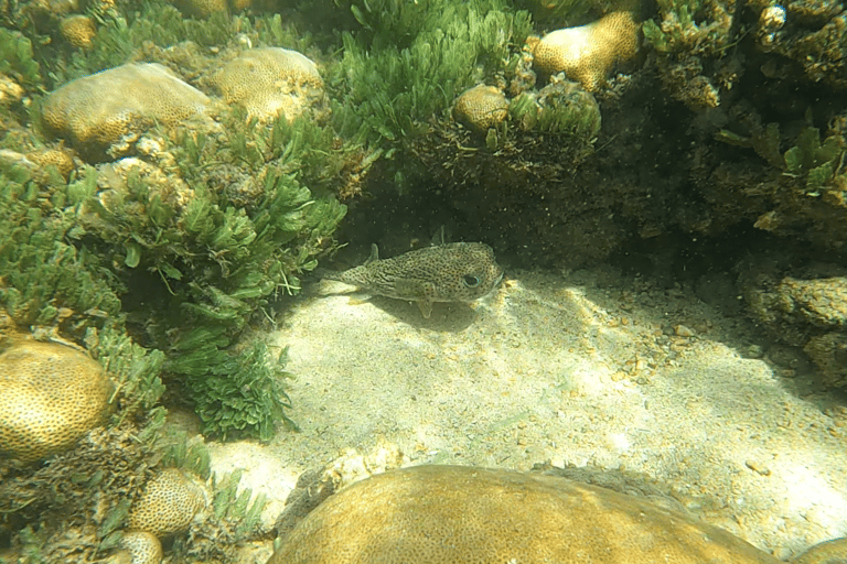 Boa Vista: Snorkeling w zatoce Gatas i wycieczka na północny wschód