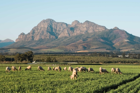 Stellenbosch Excursión enológica de medio día
