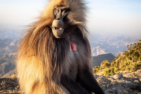 From Axum: 2-Day Simien Mountains Wildlife Tour