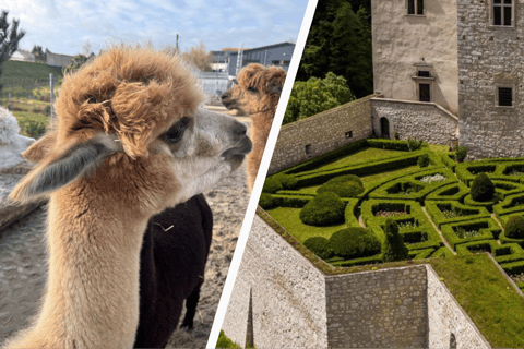 Krakow: Magical day with Alpacas, Castle & Sunset on Water