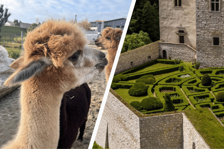 Krakow: Magical day with Alpacas, Castle & Sunset on Water