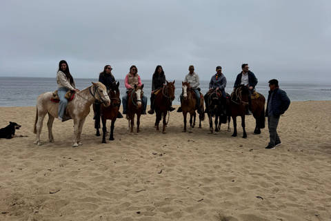 From Santiago: Papudo Horseback Ride & Penguin Watching