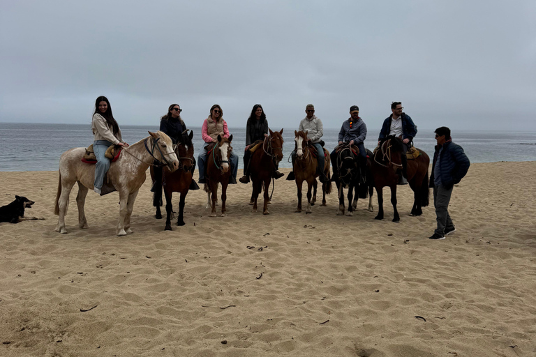 From Santiago: Papudo Horseback Ride & Penguin Watching