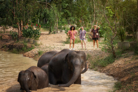 Chiang Mai : Programme d&#039;alimentation éthique pour les rencontres avec les éléphants