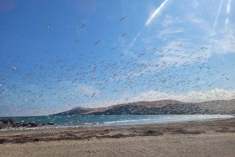 Ica: Full day to the Ballestas Islands and the Paracas National Reserve Ica: Full Day to the Ballestas Islands and Paracas National Reserve