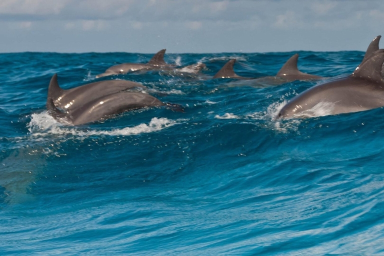 desde Zanzíbar: Excursión a la Selva de Jozani con Delfines