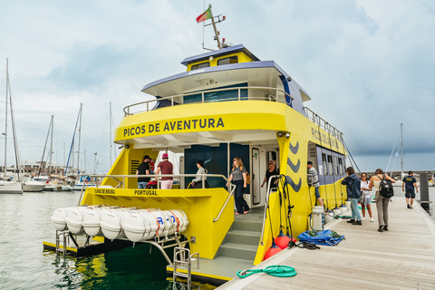 São Miguel Azores: Half-Day Whale Watching Trip