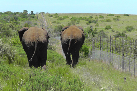 Schotia Safari – Big 5 Experience with High Lion Sightings