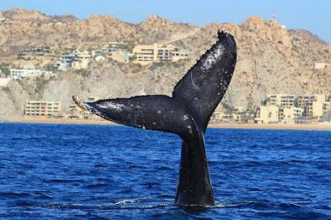 San José del Cabo: Whale Watching Experience Shared Tour
