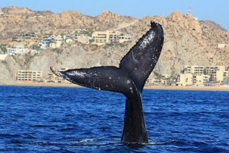 San José del Cabo: Whale Watching Experience Shared Tour