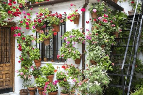 Cordoue : visite privée exclusive des patios de Cordoue