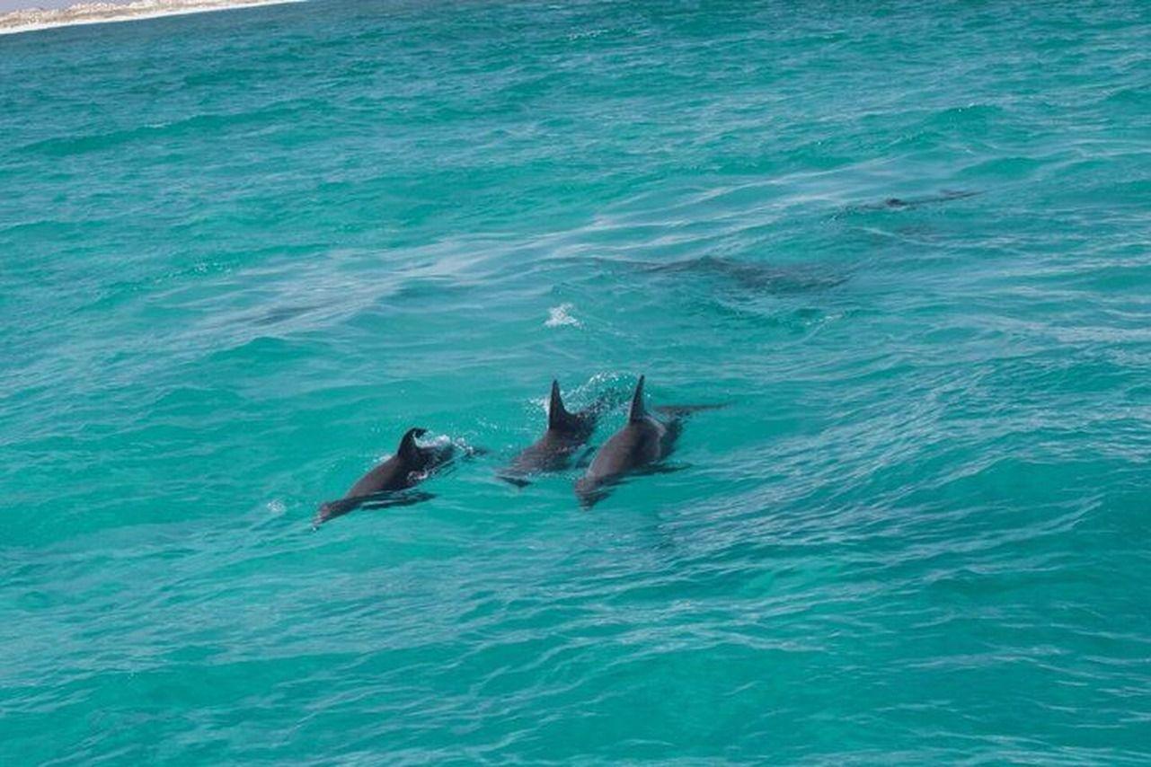 Destin: Schnorcheln und Delfin-Bootstour mit dem Sea Blaster