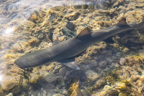Boa Vista: Snorkeling w zatoce Gatas i wycieczka na północny wschód