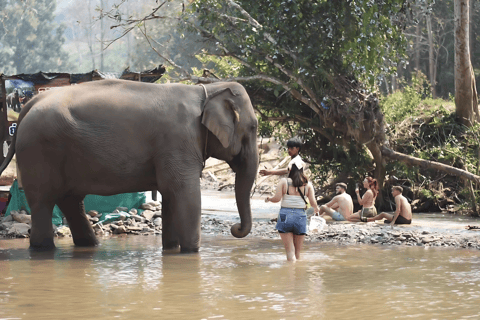 Chiang Mai: Bamboo Rafting, Elephant Feeding & Carp Café
