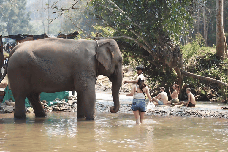 Chiang Mai: Bamboo Rafting, Elephant Feeding & Carp Café