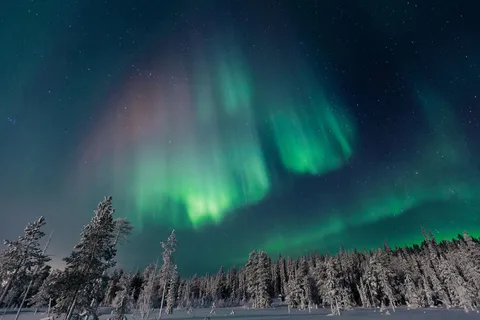 Rovaniemi : Tour de chasse aux aurores dans la forêt avec boissons chaudes