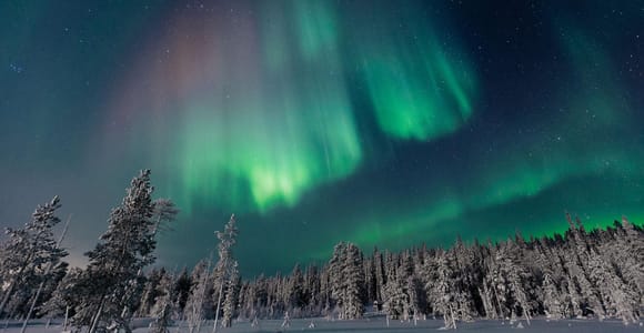 Rovaniemi: Aurora Hunting Tour in the Forest with Hot Drinks