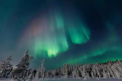 Rovaniemi: Tour zur Aurora-Jagd im Wald mit heißen Getränken