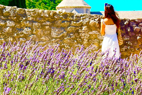 from Avignon: Lavender fields and villages in the Luberon