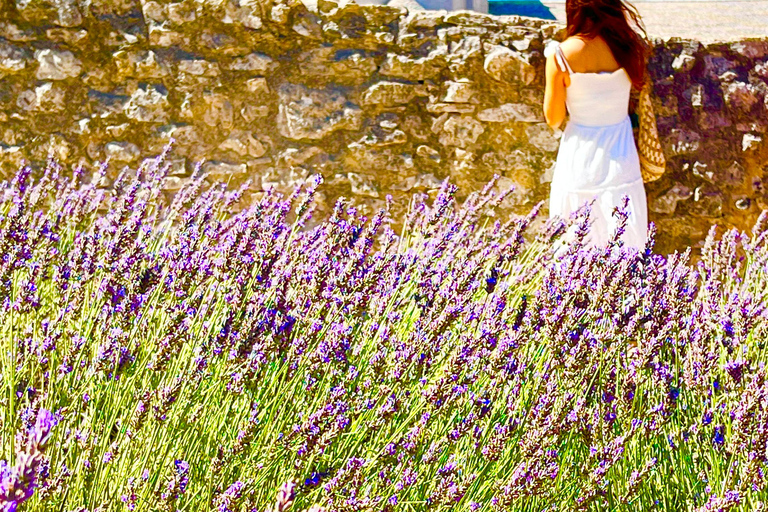 from Avignon: Lavender fields and villages in the Luberon