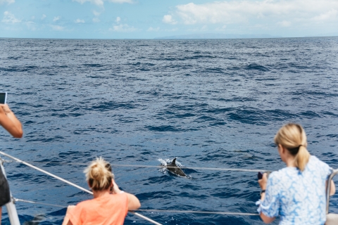 Bucht von Funchal: Delfin- & Walbeobachtung per Katamaran
